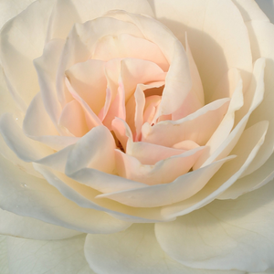 Buy Roses Online - White - bed and borders rose - floribunda - discrete fragrance -  Szent Margit - Márk Gergely - The beginning of flowering starts in the first half of June and in the autumn until it is full and abundant in bloom. It is  drought-toleran